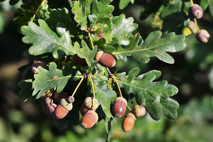 Columnar English Oak 5 Seeds Quercus robur