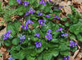 Common Blue Violet  30 Seeds  Viola sororia