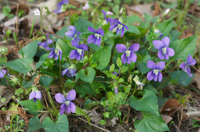 Common Blue Violet  30 Seeds  Viola sororia