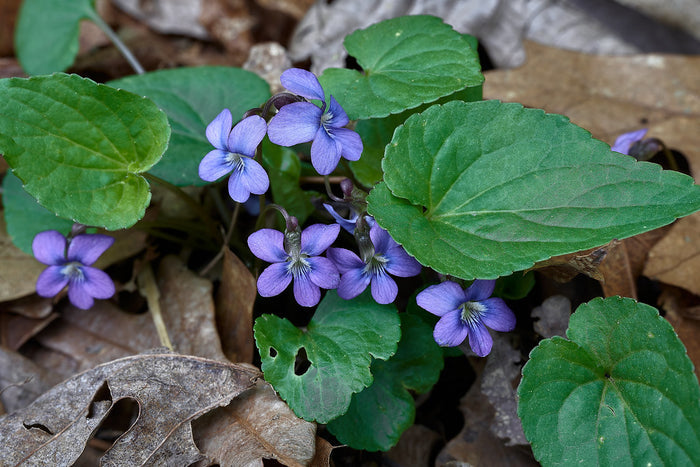 Common Blue Violet  30 Seeds  Viola sororia