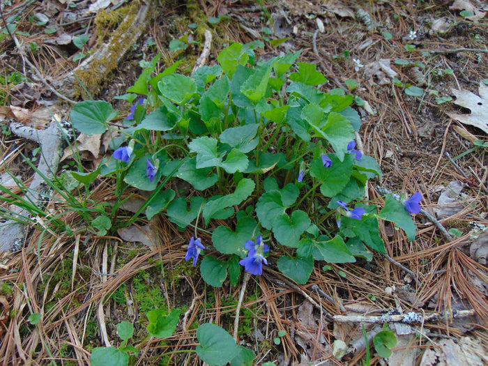 Common Blue Violet  30 Seeds  Viola sororia
