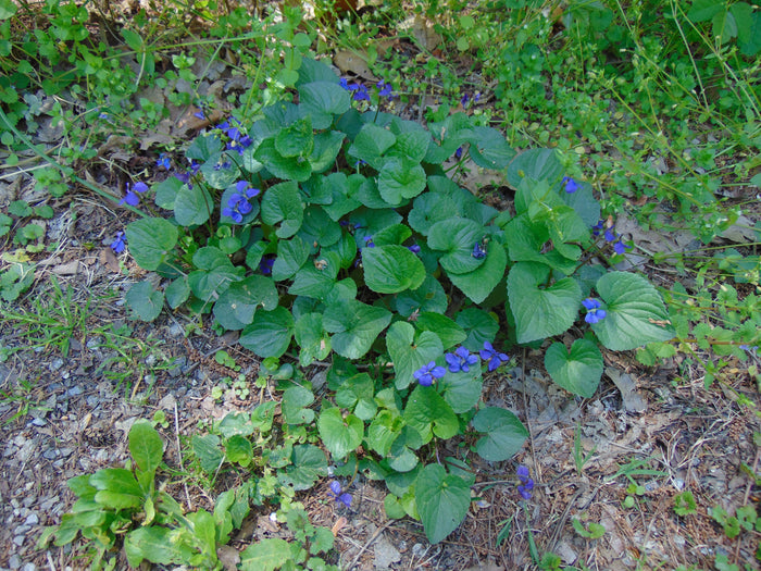 Common Blue Violet  30 Seeds  Viola sororia