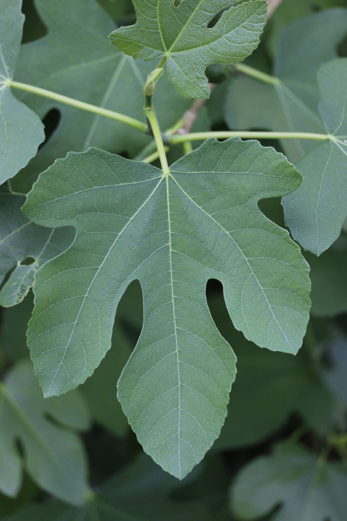Common Fig Ficus carica 100 Seeds
