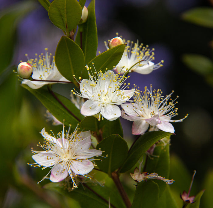 Common Myrtle   10 Seeds   Myrtus communis