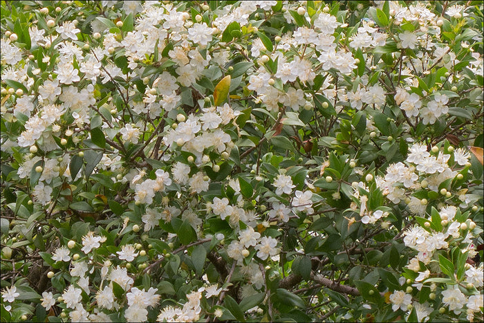 Common Myrtle   10 Seeds   Myrtus communis