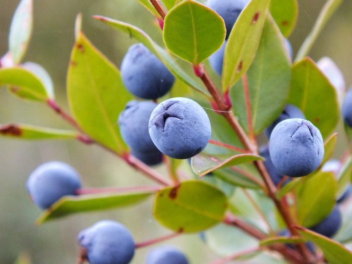 Common Myrtle   10 Seeds   Myrtus communis