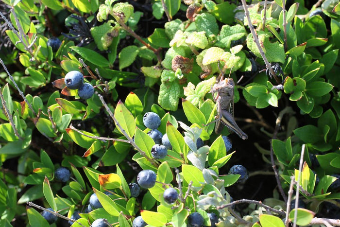 Common Myrtle   10 Seeds   Myrtus communis