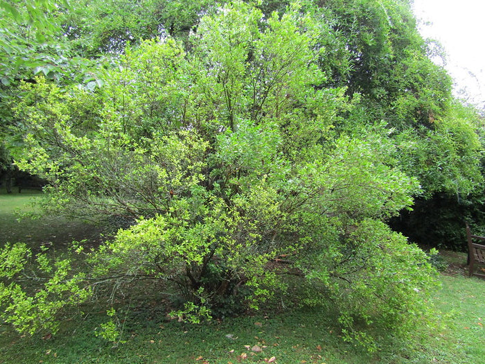 Common Myrtle   10 Seeds   Myrtus communis