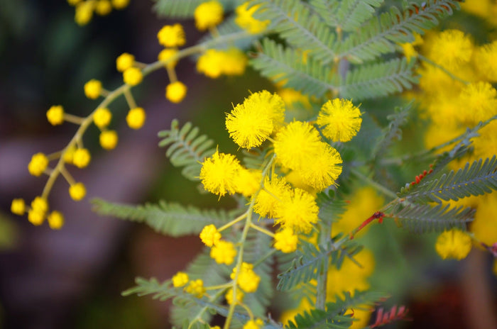 Cootamundra Wattle Acacia baileyana 100 Seeds