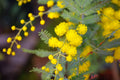 Cootamundra Wattle Acacia baileyana 100 Seeds