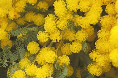 Cootamundra Wattle Acacia baileyana 100 Seeds