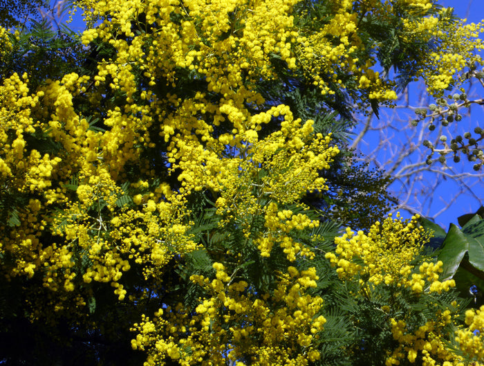 Cootamundra Wattle Acacia baileyana 100 Seeds