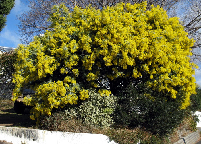 Cootamundra Wattle Acacia baileyana 100 Seeds