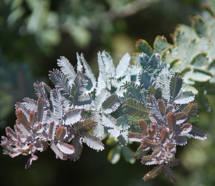 Cootamundra Wattle Acacia baileyana 100 Seeds