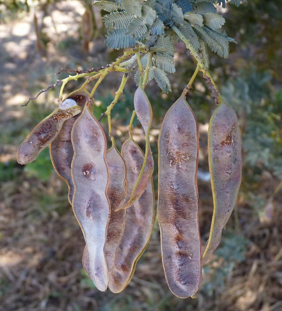 Cootamundra Wattle Acacia baileyana 100 Seeds