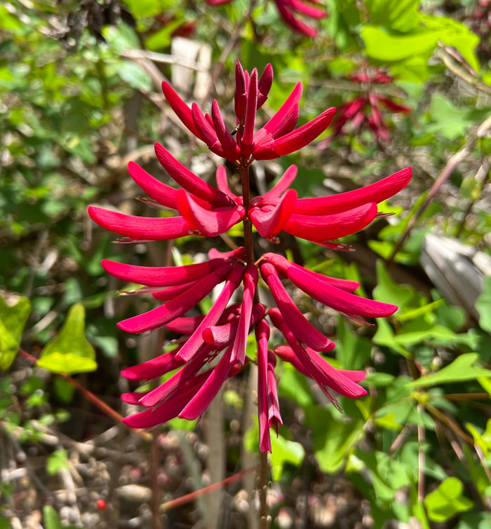 Coral Bean Erythrina herbacea 10 Seeds