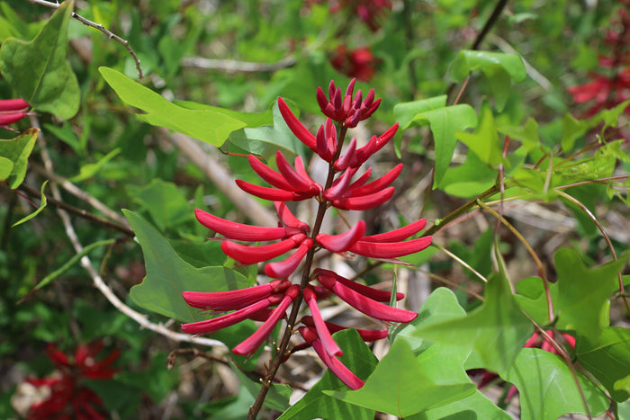 Coral Bean Erythrina herbacea 10 Seeds