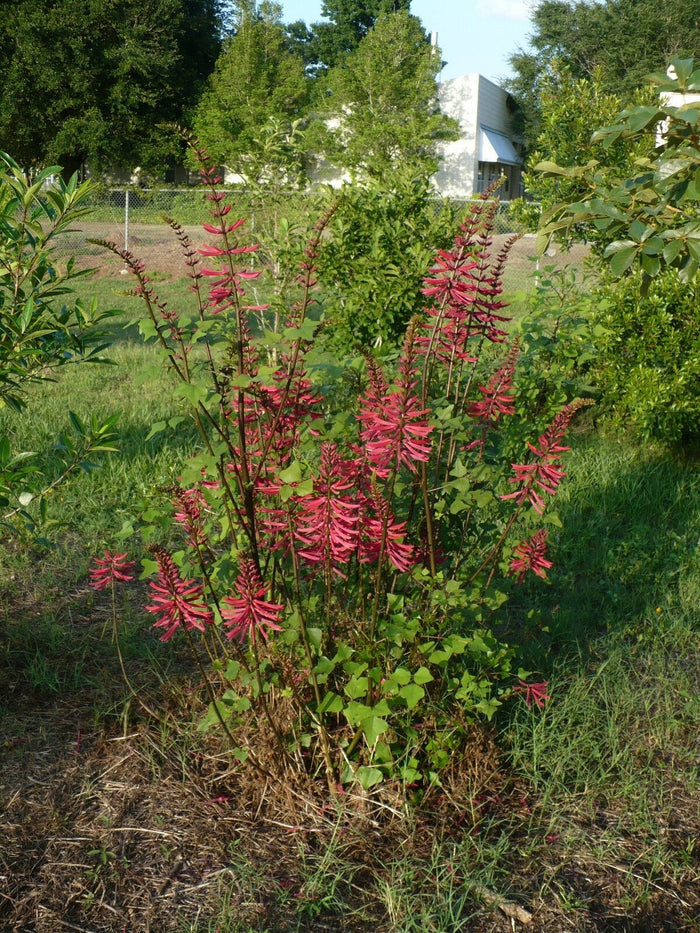 Coral Bean Erythrina herbacea 10 Seeds
