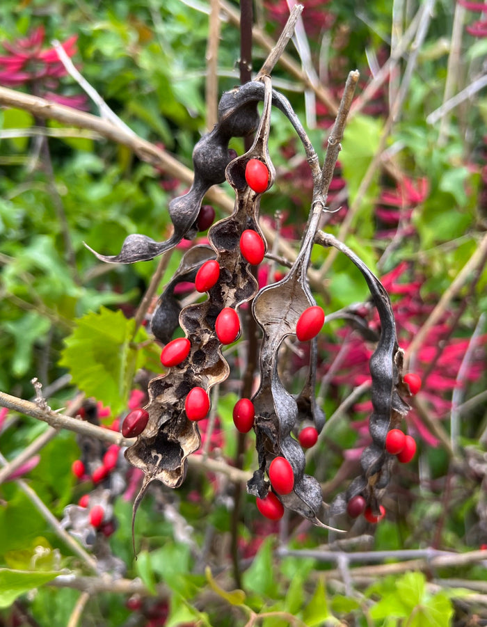 Coral Bean Erythrina herbacea 10 Seeds