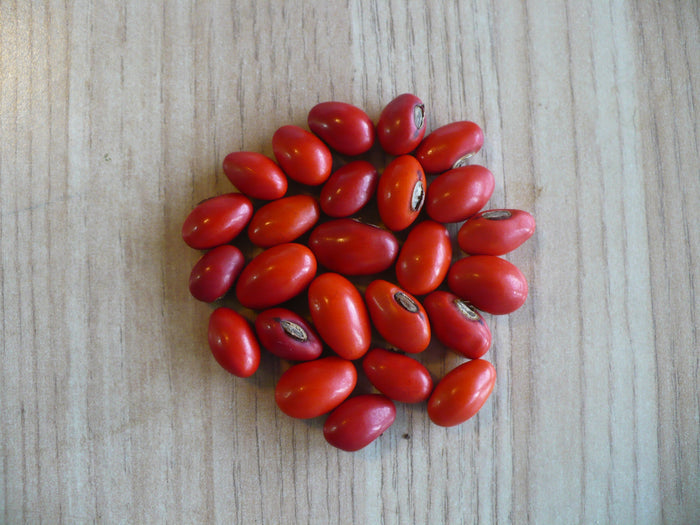 Coral Bean Erythrina herbacea 10 Seeds