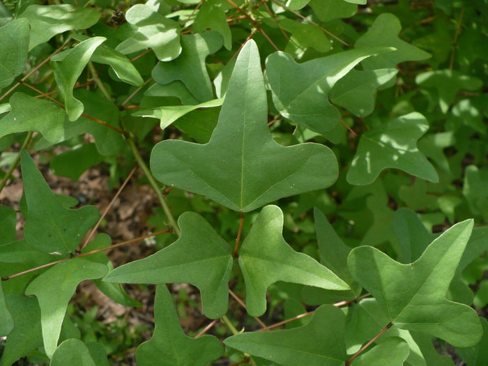 Coral Bean Erythrina herbacea 10 Seeds