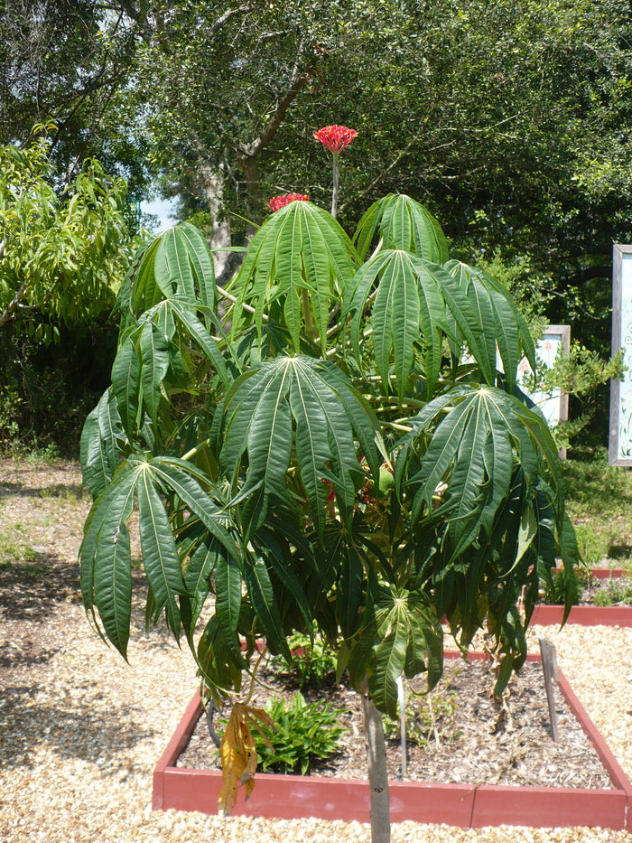 Coral Plant Jatropha multifida 5 Seeds