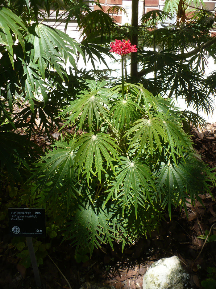 Coral Plant Jatropha multifida 5 Seeds