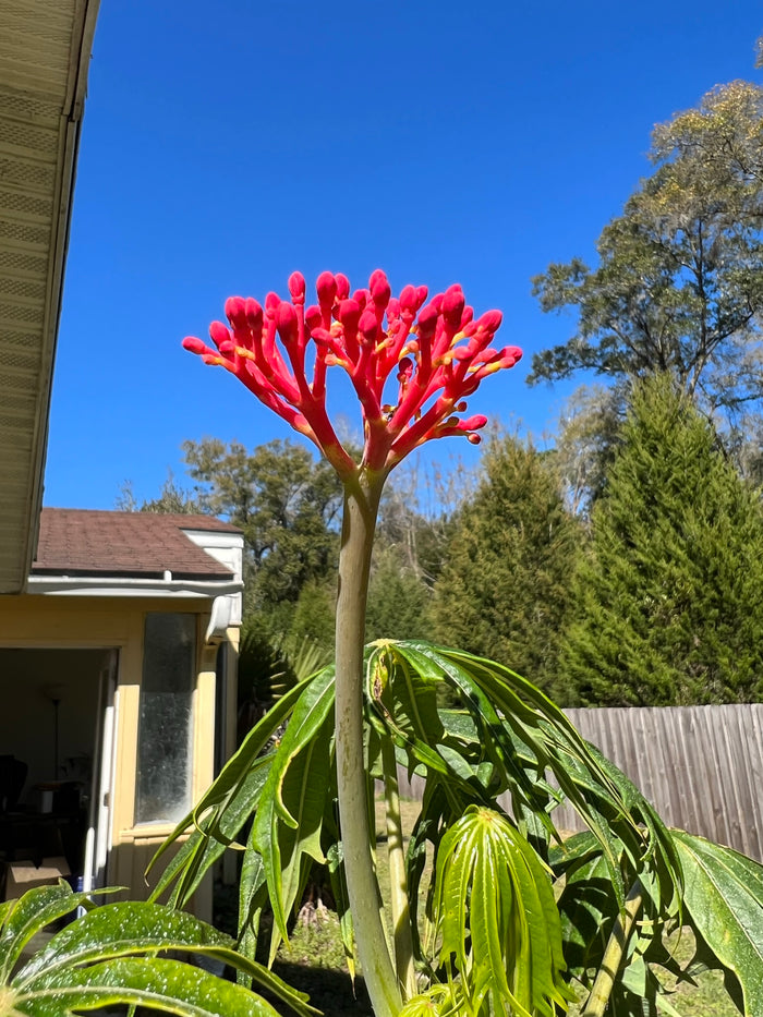 Coral Plant Jatropha multifida 5 Seeds
