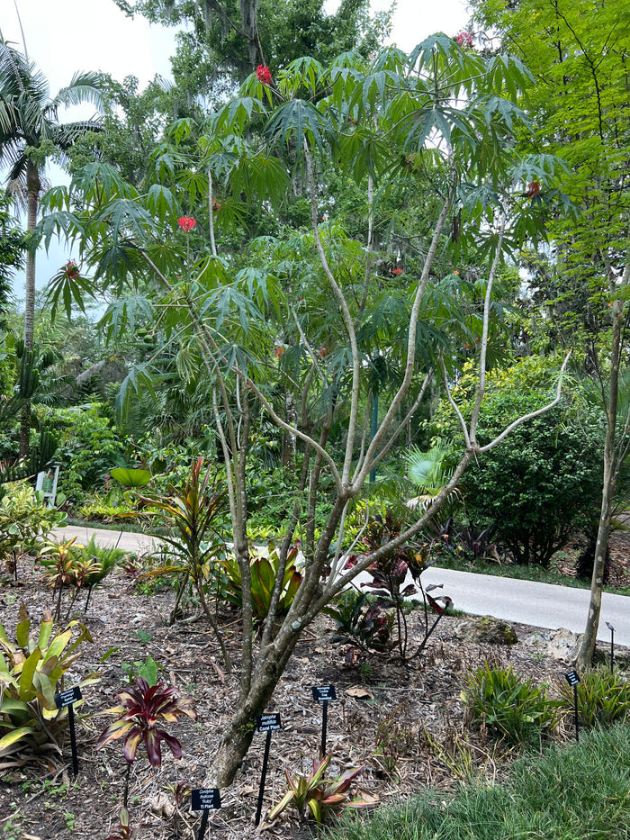 Coral Plant Jatropha multifida 5 Seeds
