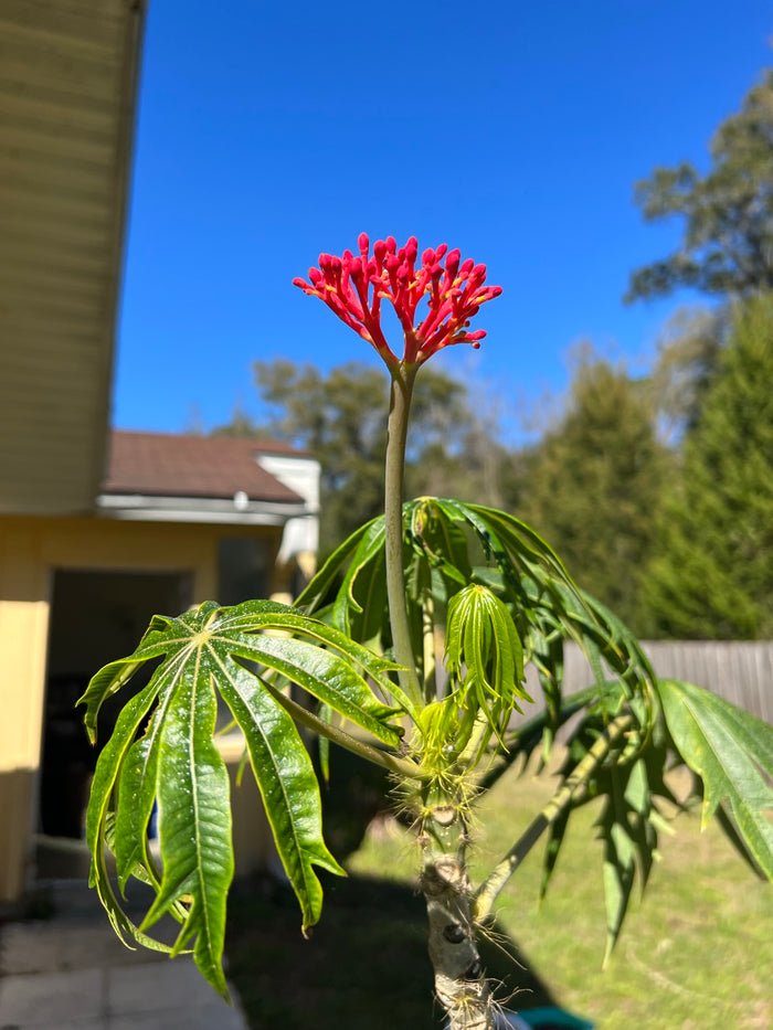 Coral Plant Jatropha multifida 5 Seeds