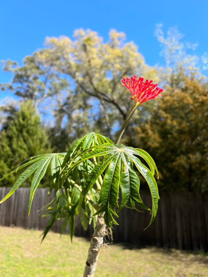 Coral Plant Jatropha multifida 5 Seeds