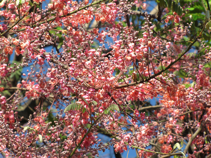 Coral Shower Tree Cassia grandis 10 Seeds