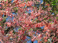 Coral Shower Tree Cassia grandis 10 Seeds