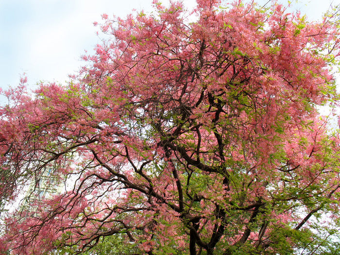 Coral Shower Tree Cassia grandis 10 Seeds