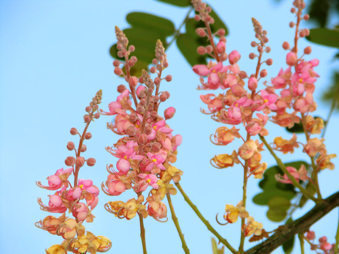 Coral Shower Tree Cassia grandis 10 Seeds