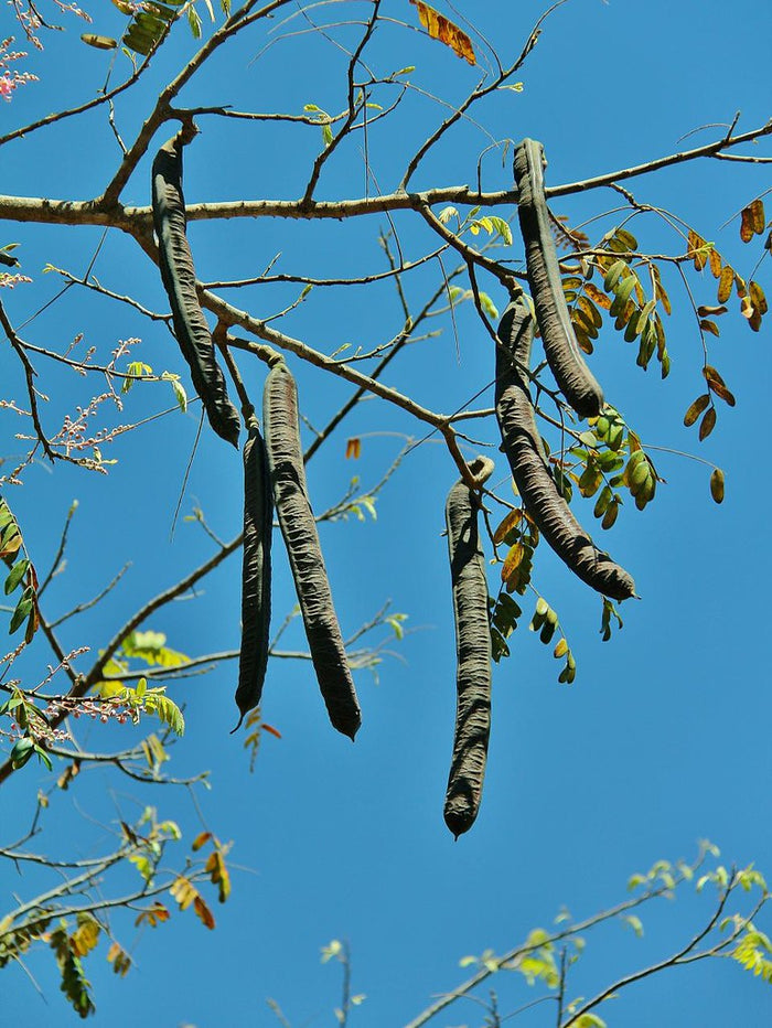 Coral Shower Tree Cassia grandis 10 Seeds