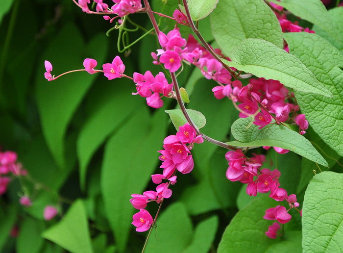 Coral Vine   10 Seeds   Antigonon leptopus