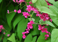Coral Vine   10 Seeds   Antigonon leptopus