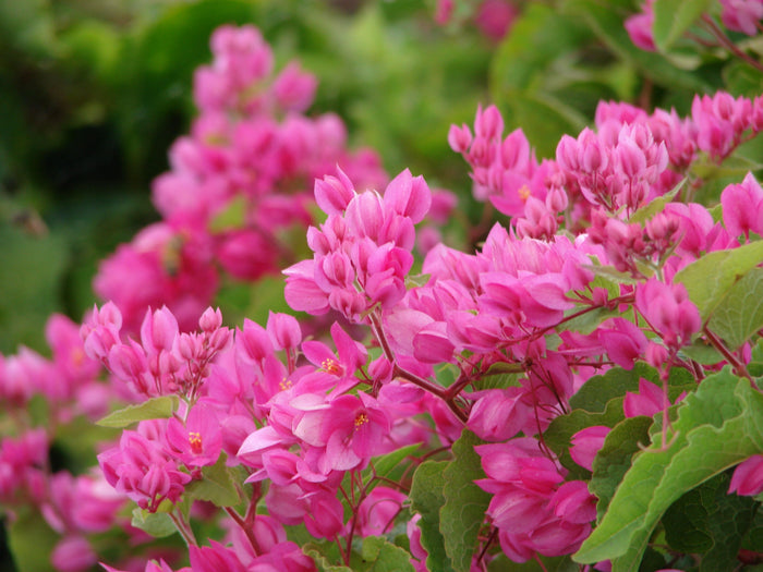 Coral Vine   10 Seeds   Antigonon leptopus