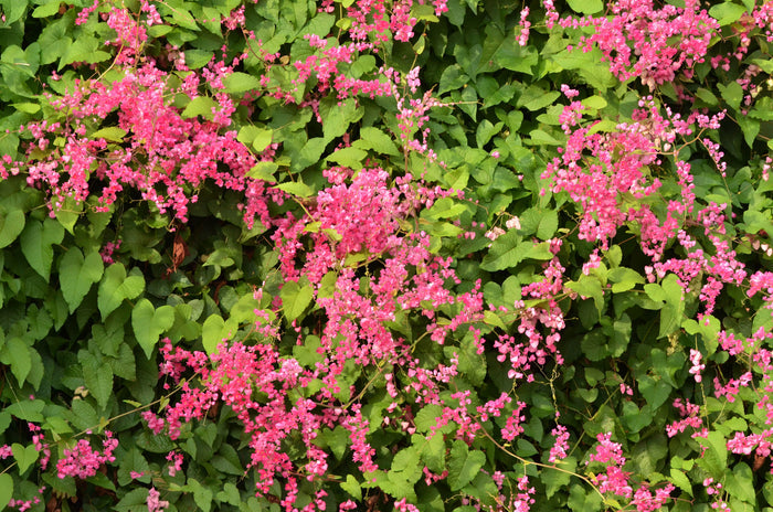 Coral Vine   10 Seeds   Antigonon leptopus