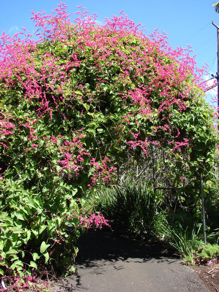 Coral Vine   10 Seeds   Antigonon leptopus