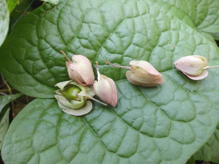 Coral Vine   10 Seeds   Antigonon leptopus