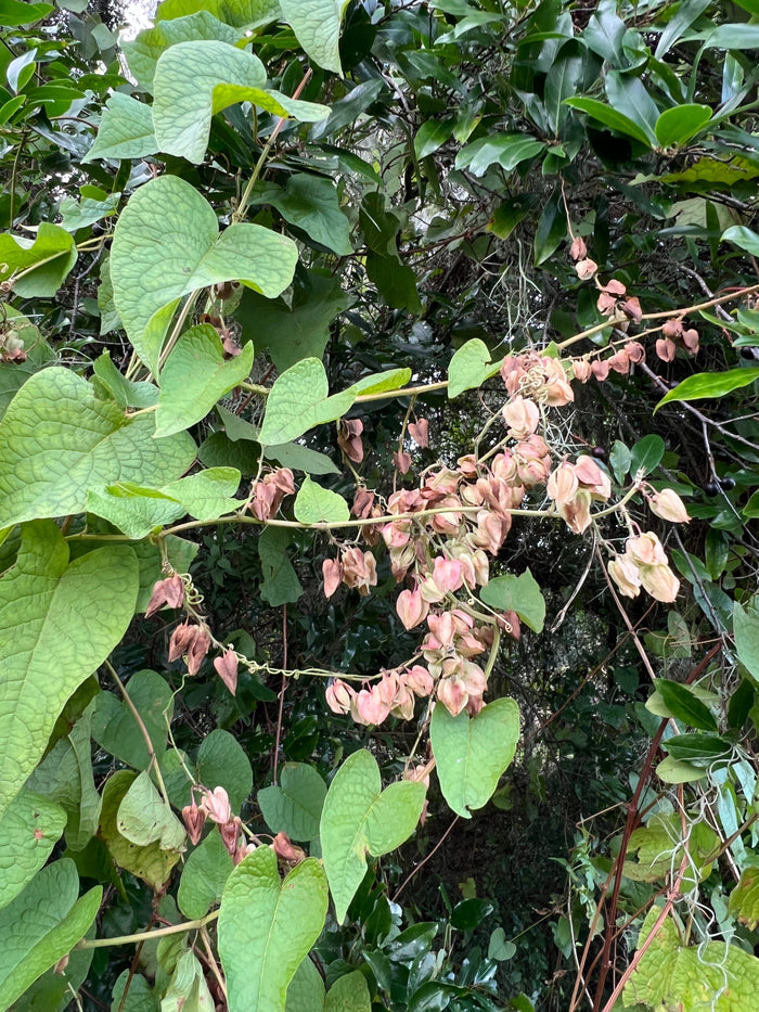 Coral Vine   10 Seeds   Antigonon leptopus