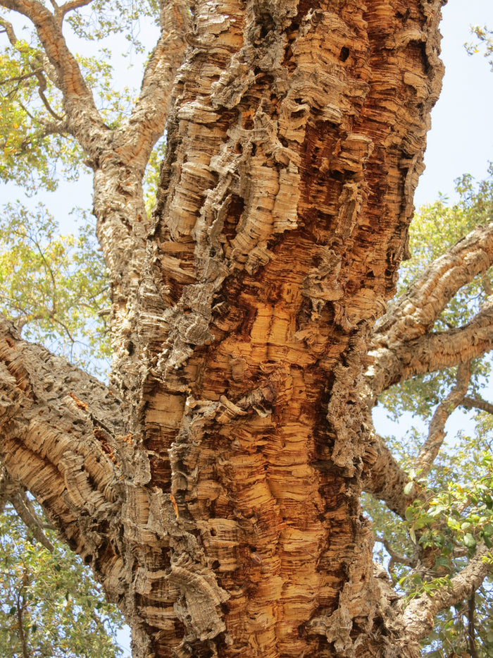 Cork Oak   5 Seeds   Quercus suber