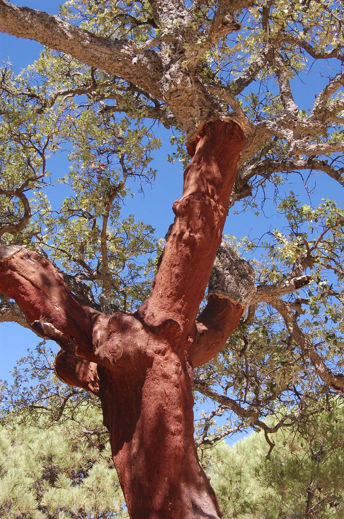 Cork Oak   5 Seeds   Quercus suber