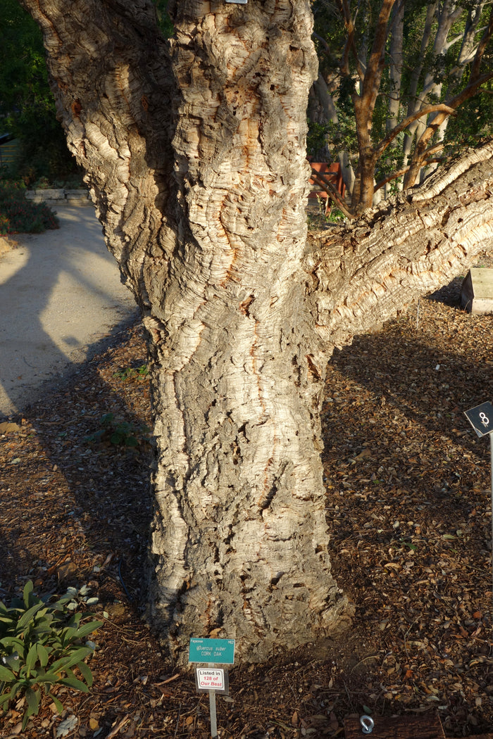 Cork Oak   5 Seeds   Quercus suber