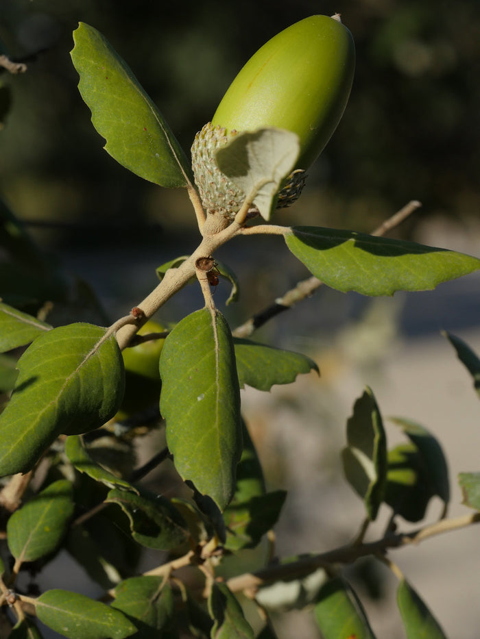 Cork Oak   5 Seeds   Quercus suber