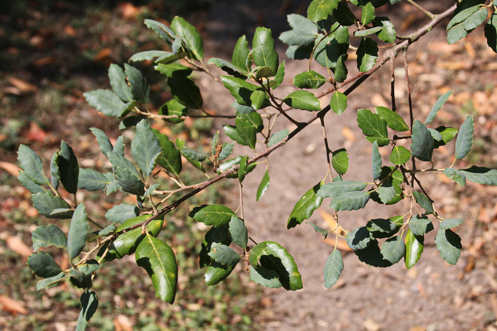 Cork Oak   5 Seeds   Quercus suber