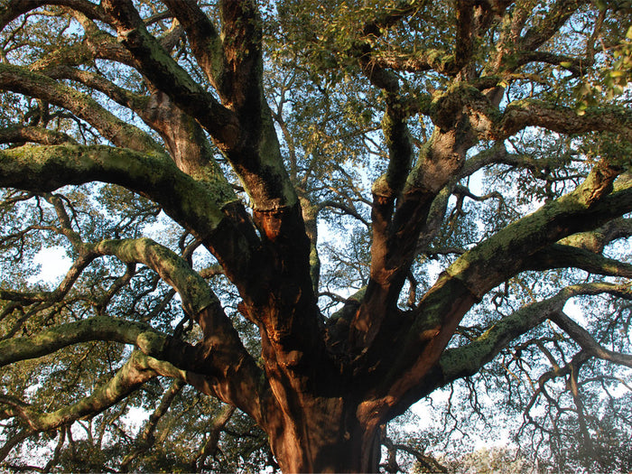 Cork Oak   5 Seeds   Quercus suber