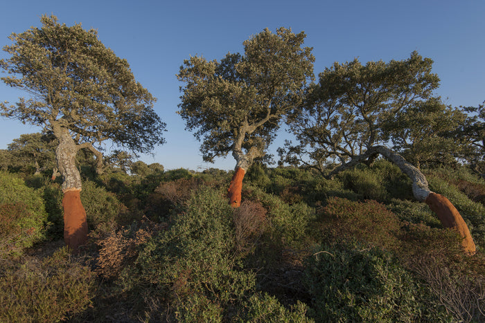 Cork Oak   5 Seeds   Quercus suber